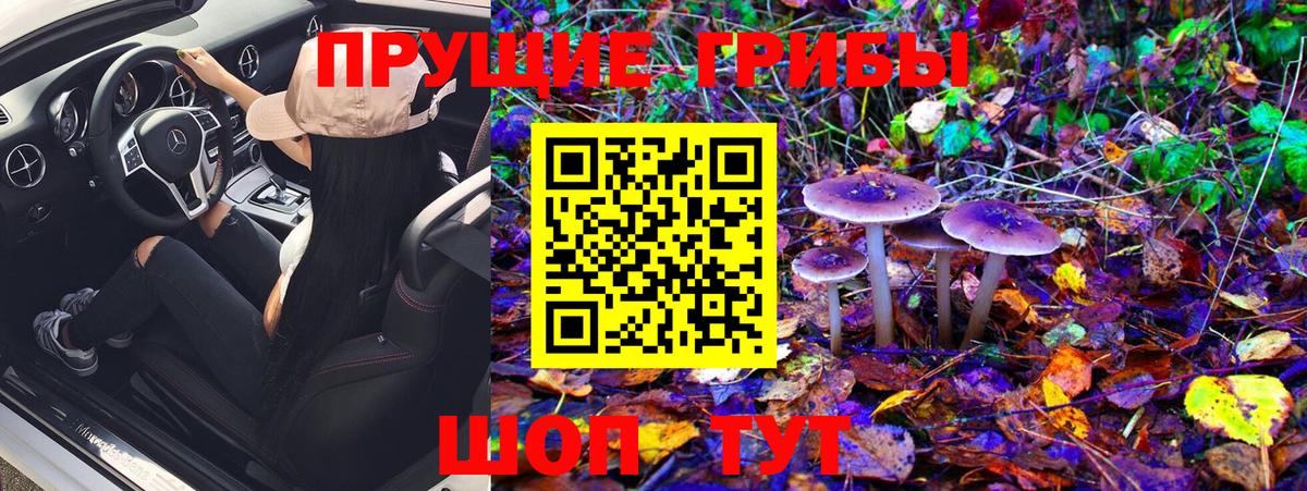 Псилоцибиновые грибы GOLDEN TEACHER  Вход с VPN  Фрязино  Галлюциногенные грибы MAGIC MUSHROOMS 
